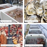 Native oyster spat on substrate and in tanks: Native oyster spat on substrate and in tanks