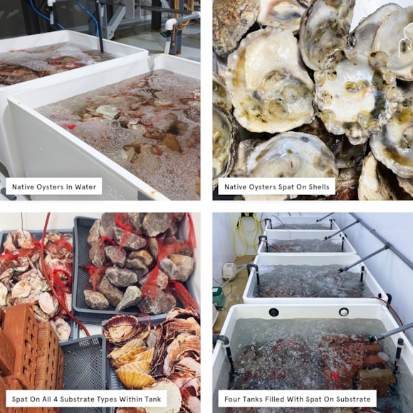Native oyster spat on substrate and in tanks