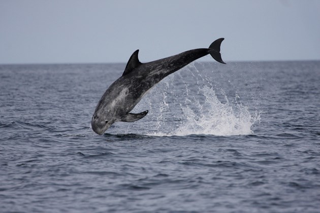 Risso's dolphin leaping ©Nicola Hodgins/WDC