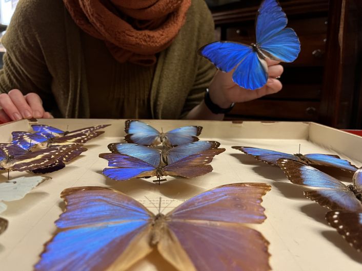 Butterflies and Leeds Discovery Centre: Clare Brown, Leeds Museums and Galleries' curator of natural sciences holds a Blue Morpho, among the largest butterflies in the world, with wings spanning from five to eight inches. 
Found in Central and South America, the butterfly’s vivid blue colouring comes from light reflected off microscopic scales on the backs of its wings.