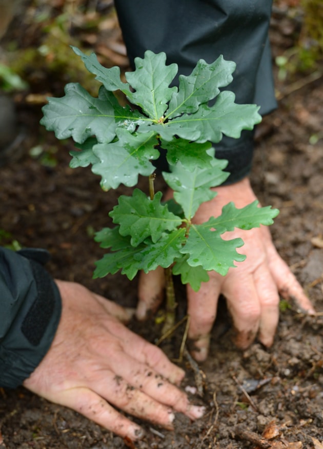 Planting an oak sapling at Battleby, Perth. ©Lorne Gill/NatureScot