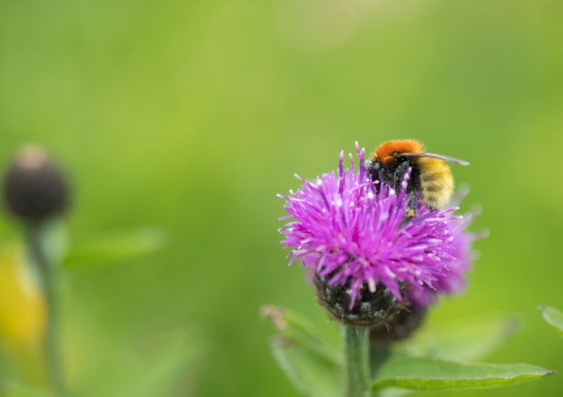 Shetland bumblebee (Moss carder agricolae) (c) Matt Livesey