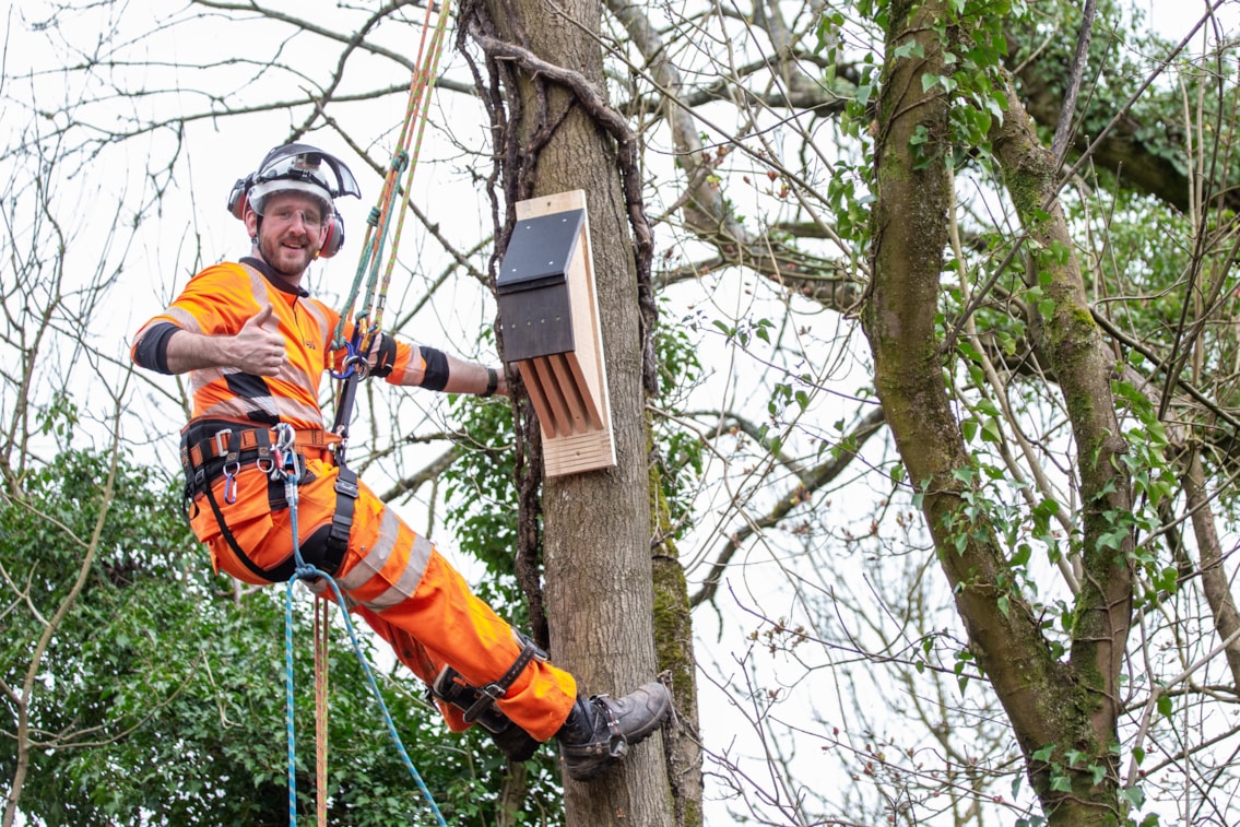 Denham Trees-4: Network Rail Ecologist Sam Jones puts a bird box up a tree near Denham, Bucks