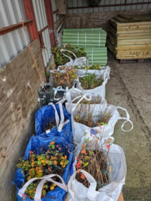 Cairnsmore of Fleet NNR - Tree cells ready for planting ©Fraser Wilson/NatureScot