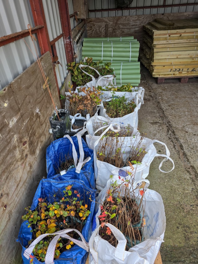 Cairnsmore of Fleet NNR - Tree cells ready for planting ©Fraser Wilson/NatureScot