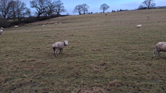 Man banned from keeping sheep following welfare conviction: Animal cruelty case 02