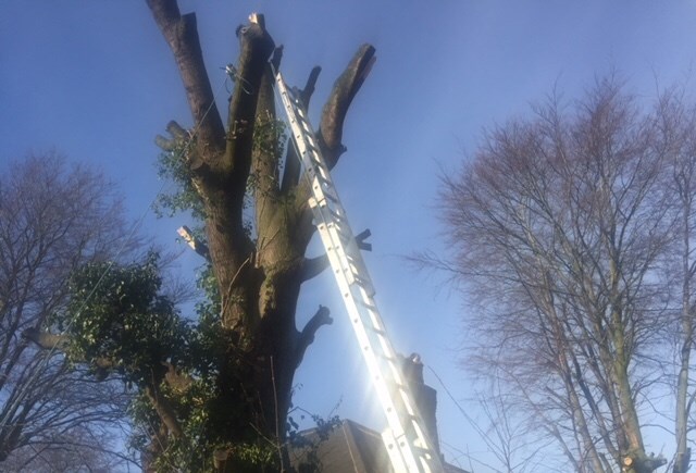 21 02 IMAGE Tree felling Roby station 2