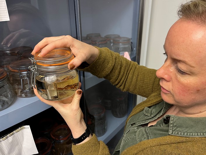 Store 2 at Leeds Discovery Centre: Clare Brown, Leeds Museums and Galleries' curator of natural sciences with a black widow spider found inside a box of supermarket grapes. Famed for its unusually potent bite, was found by staff at a Leeds supermarket in 1991.