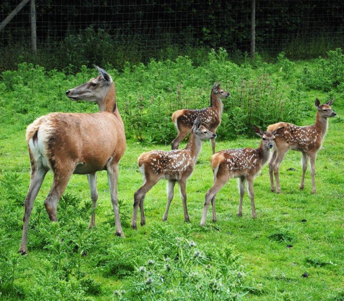 New fawns delight visitors at Lotherton Hall: fawns-lotherton.jpg