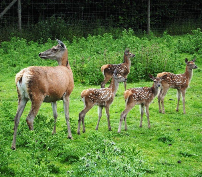 fawns-lotherton.jpg