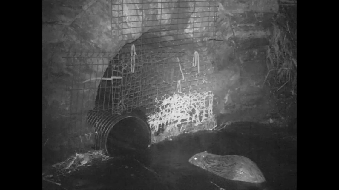 Network Rail builds Scotland’s first ‘Beaver tunnel’ under the Highland mainline: Beavers still image 3