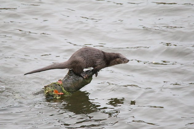 NE Mammal Atlas - Otter sprainting on log at Bridge of Don photo by Andy Coventry