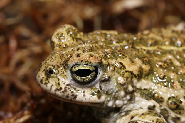 Species on the Edge male natterjack Credit Jim Foster