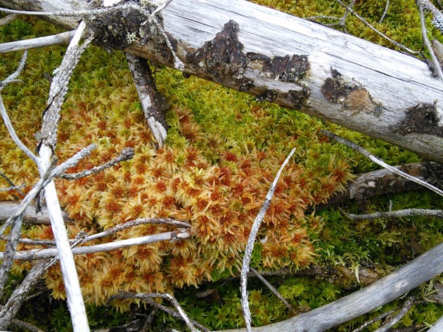 Strathmore Peatlands SSSI - Heather brash and Sphagnum moss