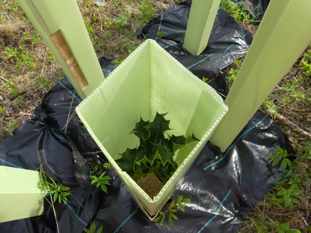 Ecology measures in place following Highland vegetation work: Wick new tree planting (1)