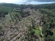 Mark Hill Forest has suffered significant damage in recent years.