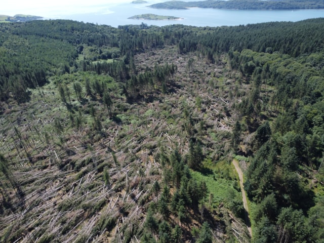 Mark Hill Forest has suffered significant damage in recent years.