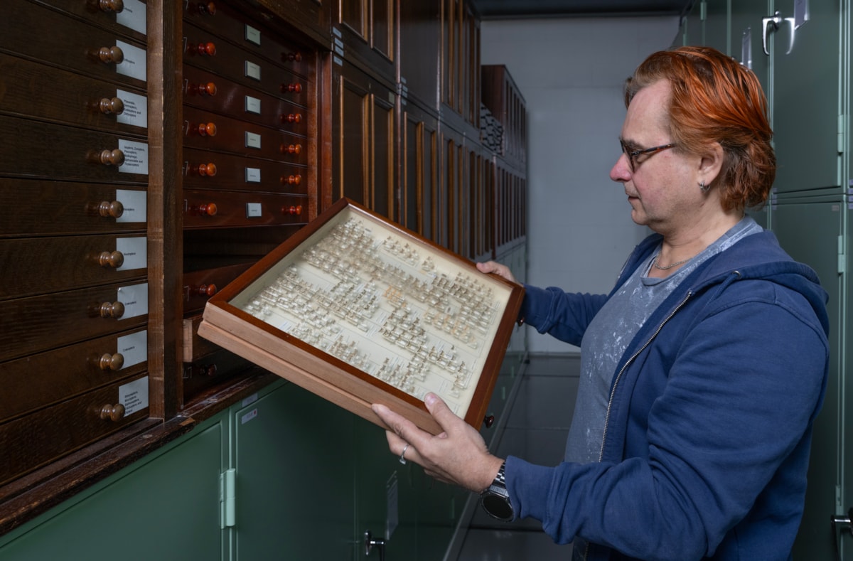 Dr Vladimir Blagoderov, Principal Curator of Invertebrates at National Museums Scotland examines moths which will be digitised as part of the DiSSCo UK project. Image copyright Neil Hanna (7)