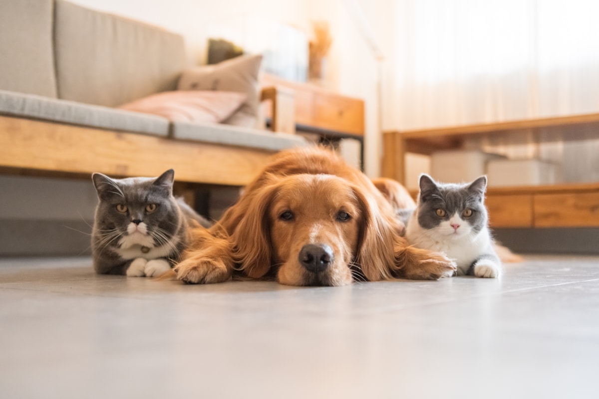 Pet policy
