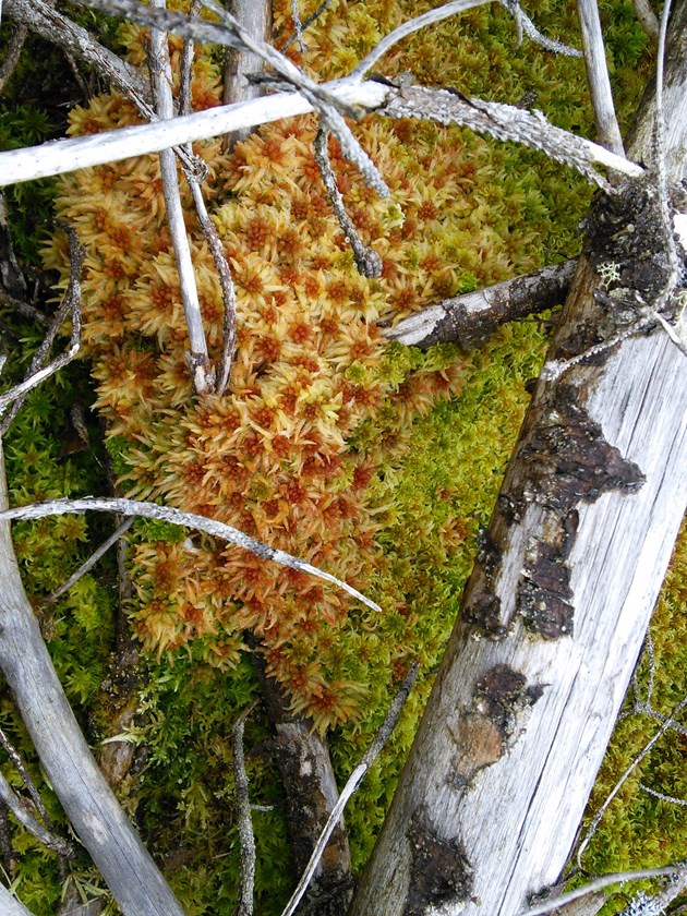 Strathmore - brash and Sphagnum moss