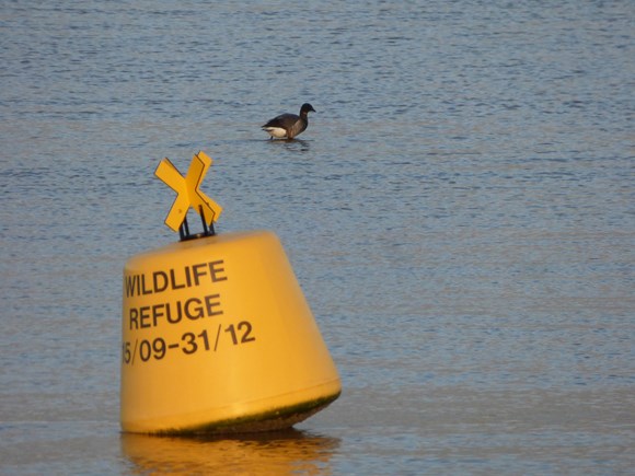 Three years of Exe Estuary wildlife refuges are working: Buoy and brent goose