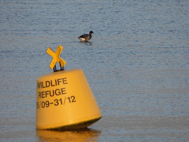 Buoy and brent goose