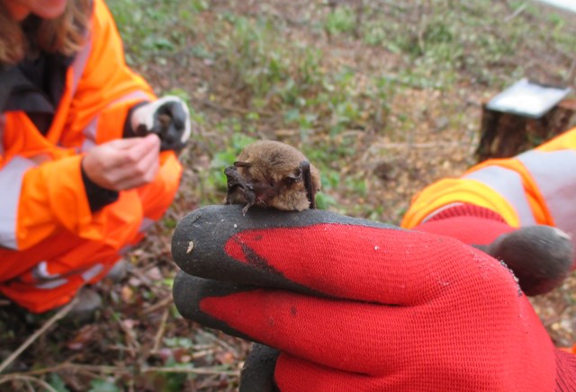 Pipistrelle bats. Just one of the species which we hope will use the bat boxes that hve been installed along the Leven line -2