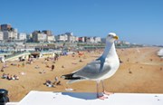 Seagull on Brighton beach, credit Abbesses, GettyImages