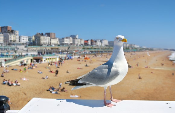 Duet for clarinet and seagulls seeks to rescue reputation of birds and their song: Seagull on Brighton beach, credit Abbesses, GettyImages