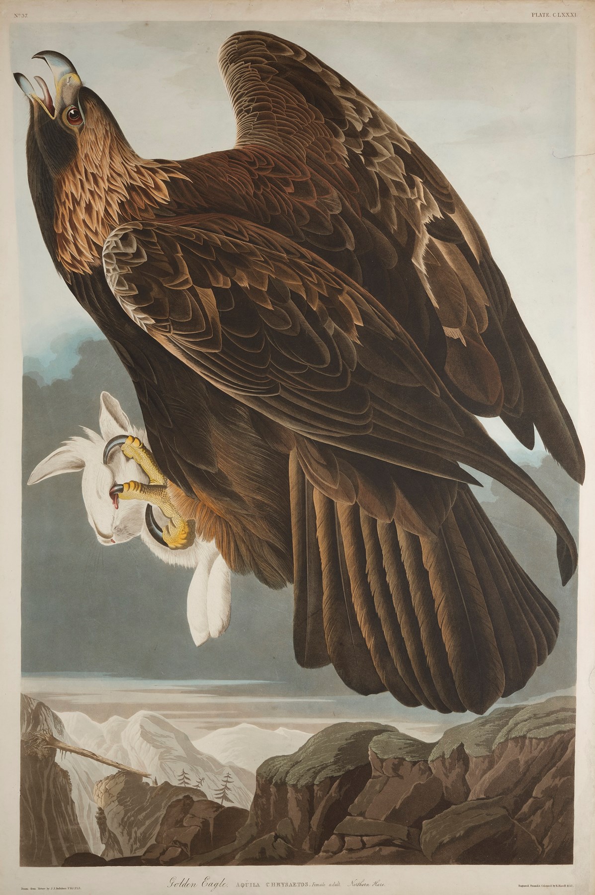 Print depicting a Golden Eagle from Birds of America, by John James Audubon. Image © National Museums Scotland