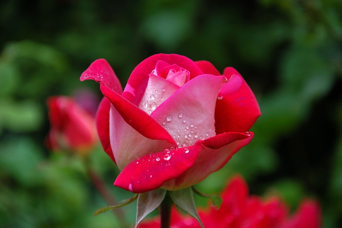 Pink rose in garden