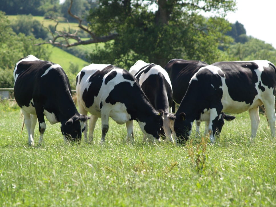 cows in field