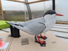 Tern models will be used to encourage terns to nest on the pillboxes (c) Robyn Stewart RSPB