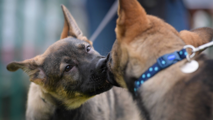 New police dog guidance and APP launched