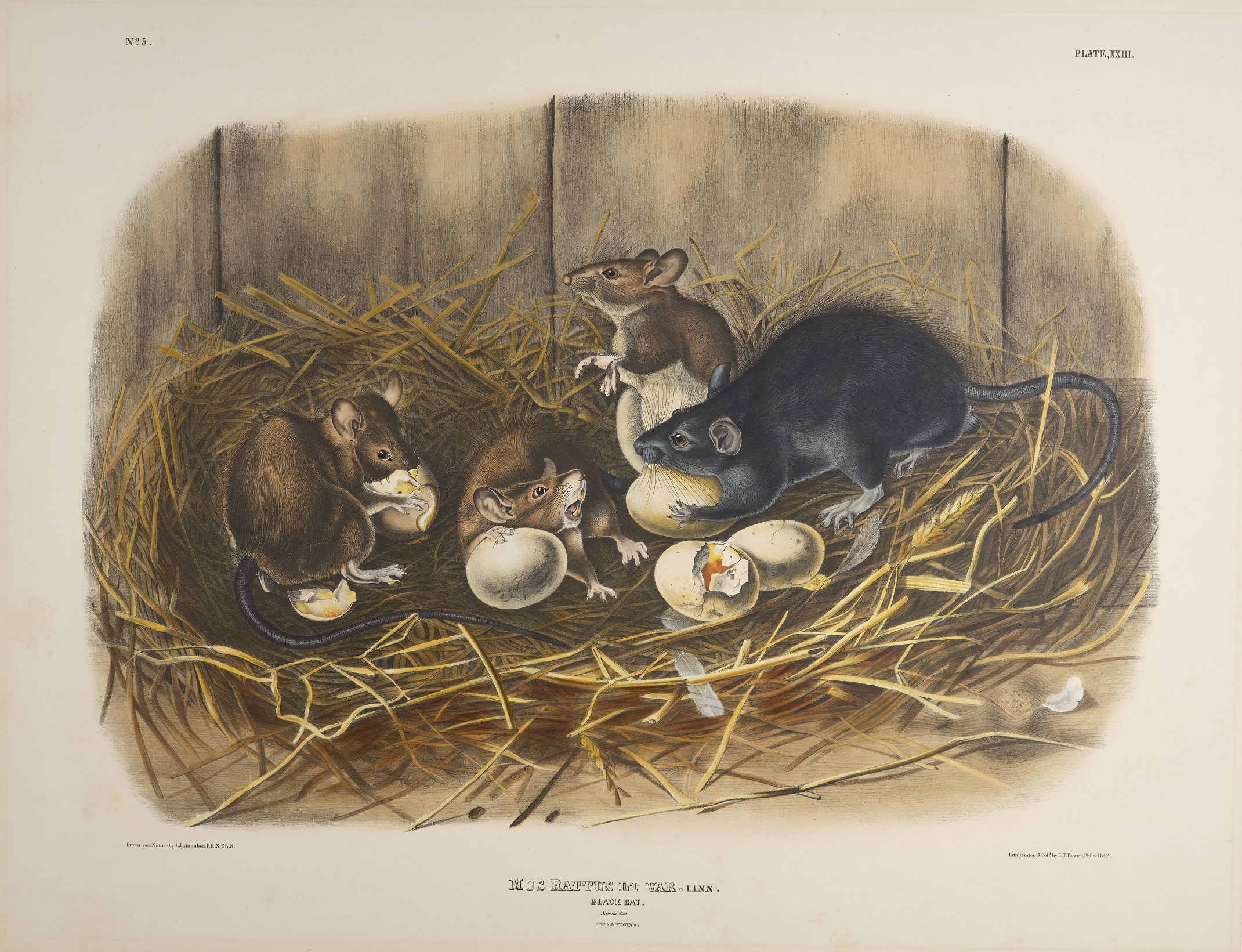 Print depicting Black Rats by John James Audubon. Image © National