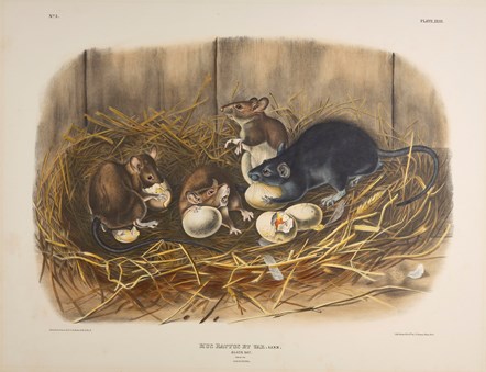 Print depicting Black Rats by John James Audubon. Image © National Museums Scotland