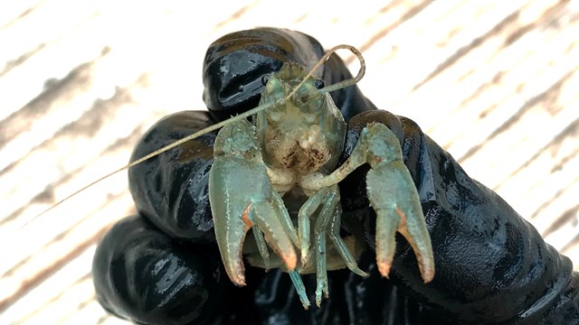 Endangered crayfish saved during Chase line railway upgrade in Cannock: White Clawed Crayfish recovered from the Wash Brook