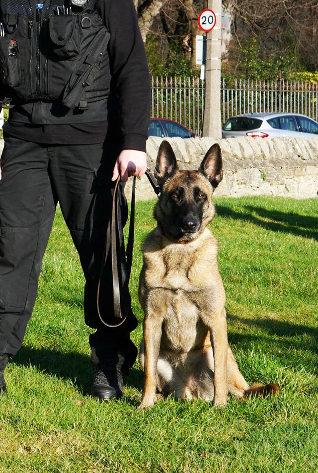 Police Dog 'Draak': Police Scotland general use dog PD 'Draak' - a four year old Belgian Malinois. Image taken with handler (anonymous) at Fettes Police Station, Edinburgh