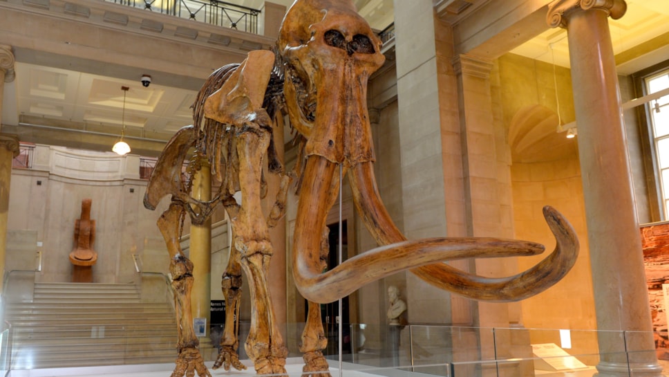 WNS 240325 3D Printed Mammoth 013 cropped