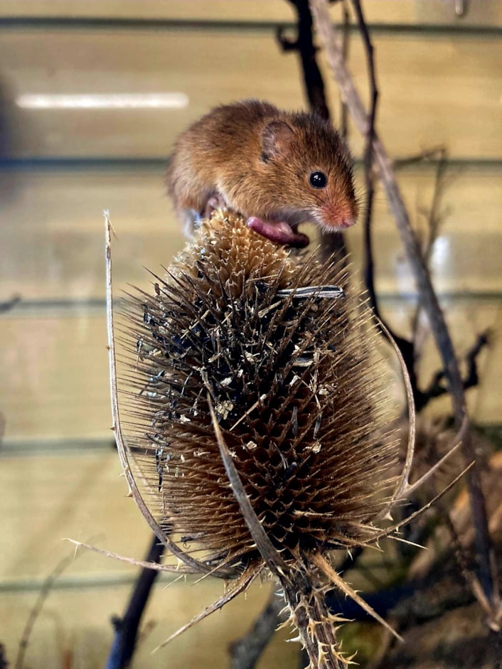 Harvest mouse full: Credit: Maggie Bellwood, Rodley Nature Reserve