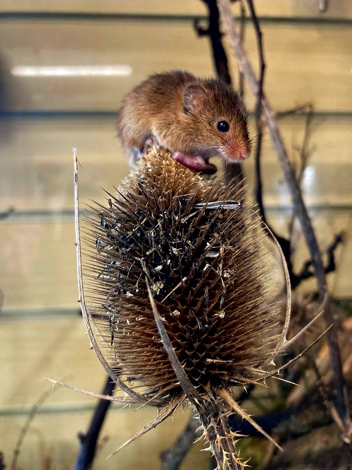 Harvest mouse full: Credit: Maggie Bellwood, Rodley Nature Reserve