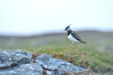 Lapwing ©Lorne Gill/NatureScot