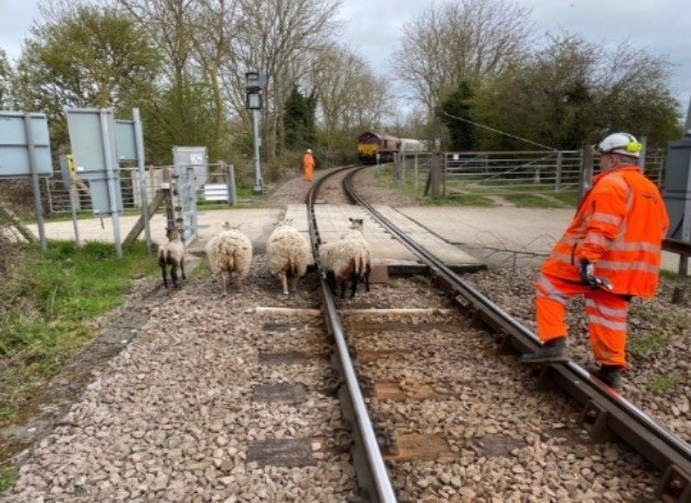 Sheep put themselves in shear danger taking a short-cut on busy Cambridgeshire rail line: Queen Adelaide LX sheep