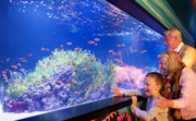 SEA LIFE London, Family tickets to discover an amazing underwater world: SEA LIFE London, Family tickets to discover an amazing underwater world