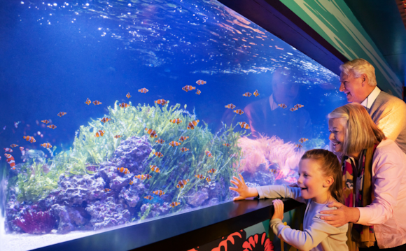 SEA LIFE London, Family tickets to discover an amazing underwater world