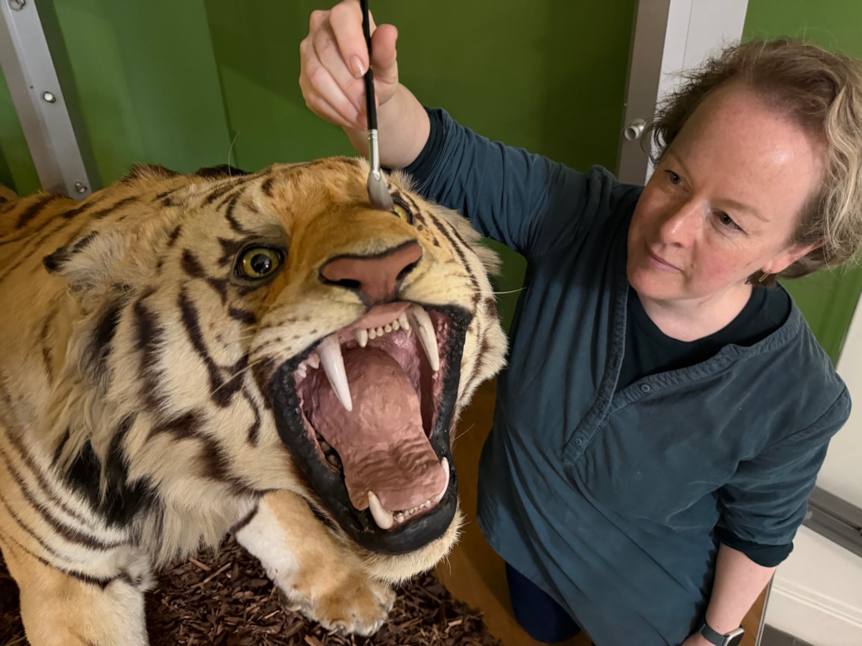 Leeds tiger taxidermy: Curators Clare Brown (pictured) and Sarah Burhouse were on site at Leeds City Museum carrying out meticulous checks for dust and the types of tiny pests which can be harmful to vintage taxidermy, before undertaking a delicate clean of some unique and historically significant exhibits.
The gigantic Bengal tiger, thought to be one of the biggest taxidermy mounts of its kind anywhere in the world, was among a selection of the museum’s most precious and historic specimens being conserved in the museum’s spectacular Life on Earth Gallery.