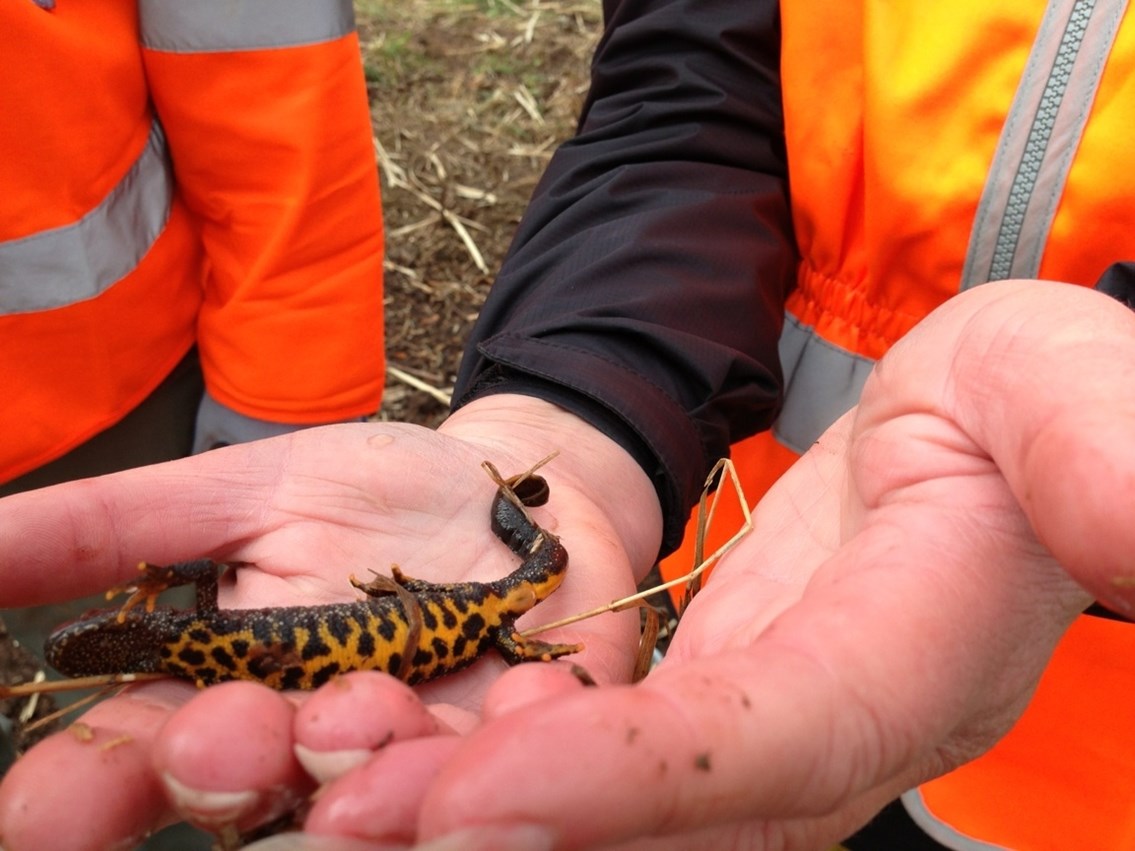 Shallowford newt works, picture 3:: Shallowford newt works, picture 3: The first great crested newt caught at Norton Bridge. Great crested newts are a protected species and can only be handled under licence.