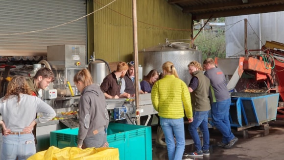 How students helped to produce award-winning cider now on tap at Hartpury University: students-making-cider