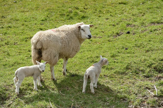 Sheep-D8583 - credit Lorne Gill-SNH