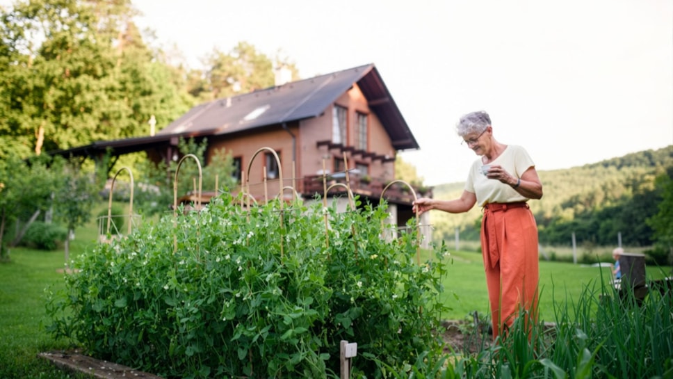 Summer garden